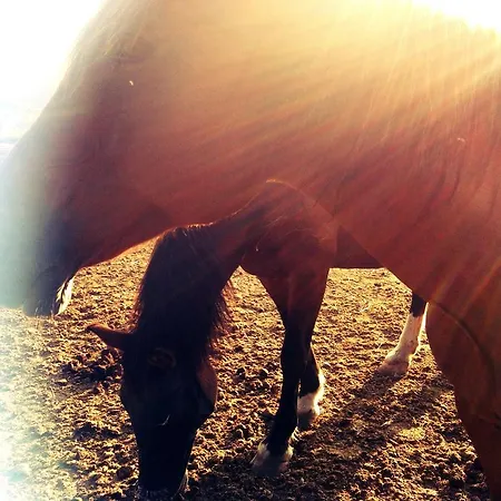 La Maison Di Alice B&B