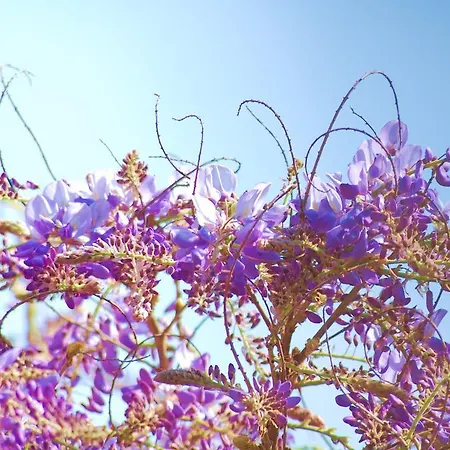 B&B La Maison Di Alice 카스티글리오네 키아바레세