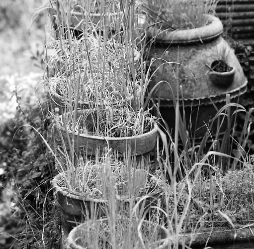 La Maison Di Alice Bed and Breakfast Castiglione Chiavarese